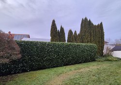 Heckenschnitt durch Ruelius Green Gartenservice Kaiserslautern Bild Nr. 33